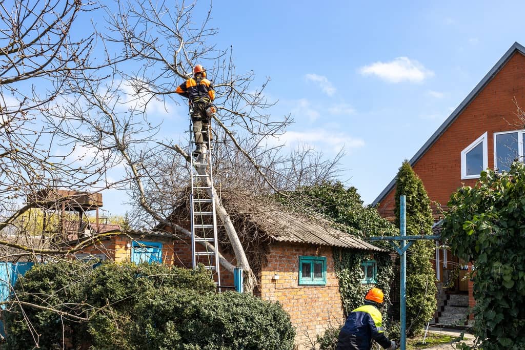 Workers trimming overhanging tree to help with roof maintenance