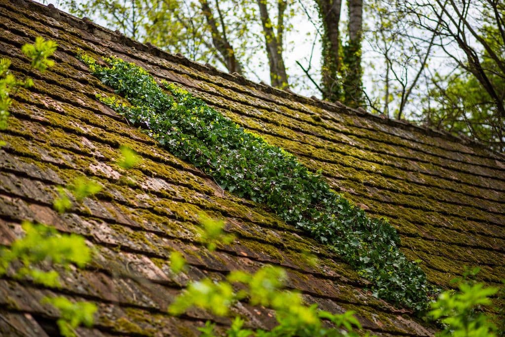 Moss growing on shingle rooftop