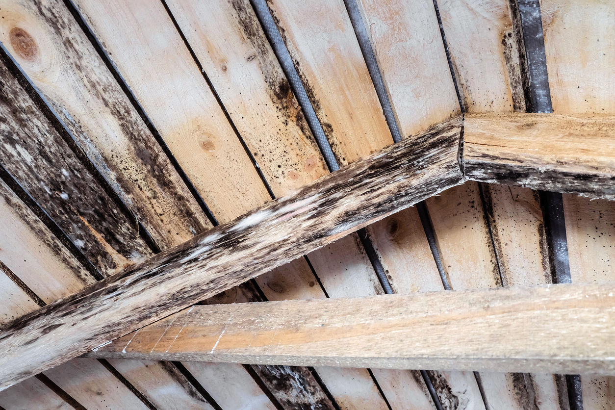 Rotting wood roof structure due to humidity and roof leaks.