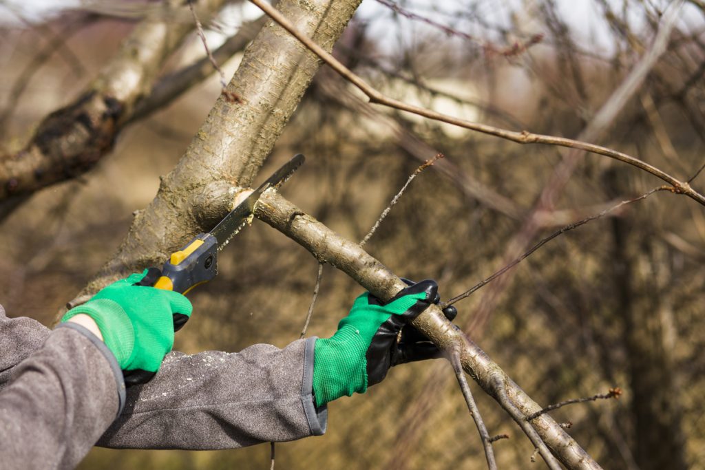 tree branch being cut