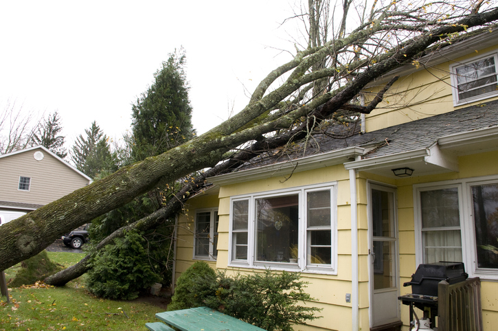 Residential home damage caused by trees falling on roof, a result of the high velocity winds of Hurricane Sandy.