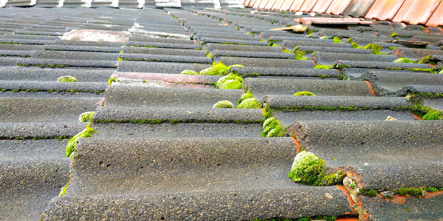 Moss growing on a roof in patches