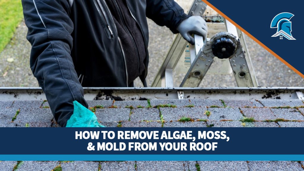 A homeowner touches moss growing on their asphalt shingle roof