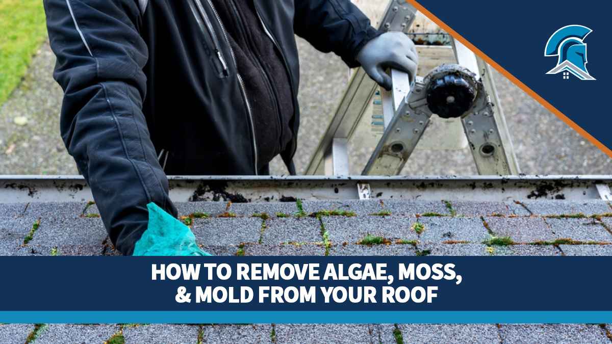 A homeowner touches moss growing on their asphalt shingle roof
