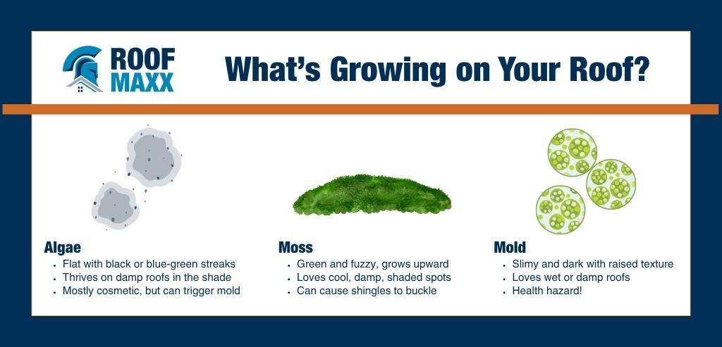 Infographic showing the difference between Algae, Moss, and Mold