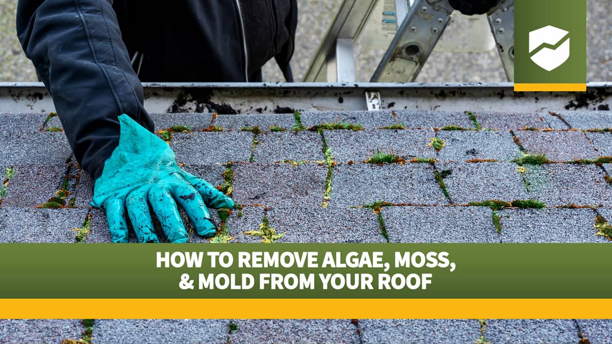 Title card with Roof Maxx logo and title "How to Remove Algae, Moss, & Mold From Your Roof" over a background image of a roof with a gloved hand on shingles with moss growth.