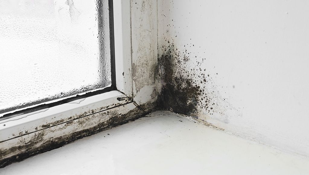 Black mold built up around a window and a leaky wall.