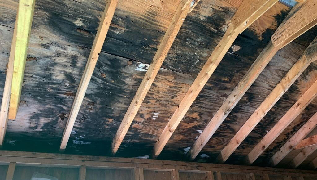 Black mold covering the wooden decking inside an attic, visible between exposed rafters.