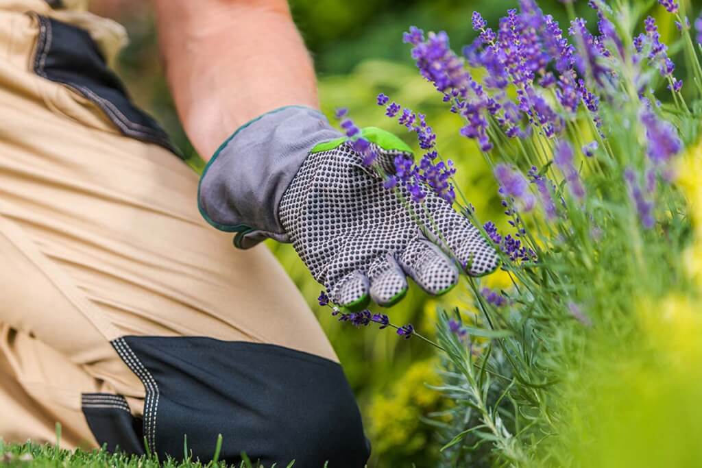 Lavender, a natural bug repellant, growing in a garden.