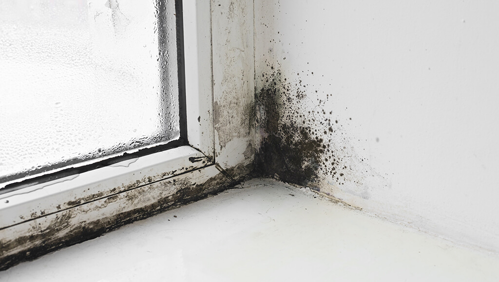 Black mold built up around a window and a leaky wall