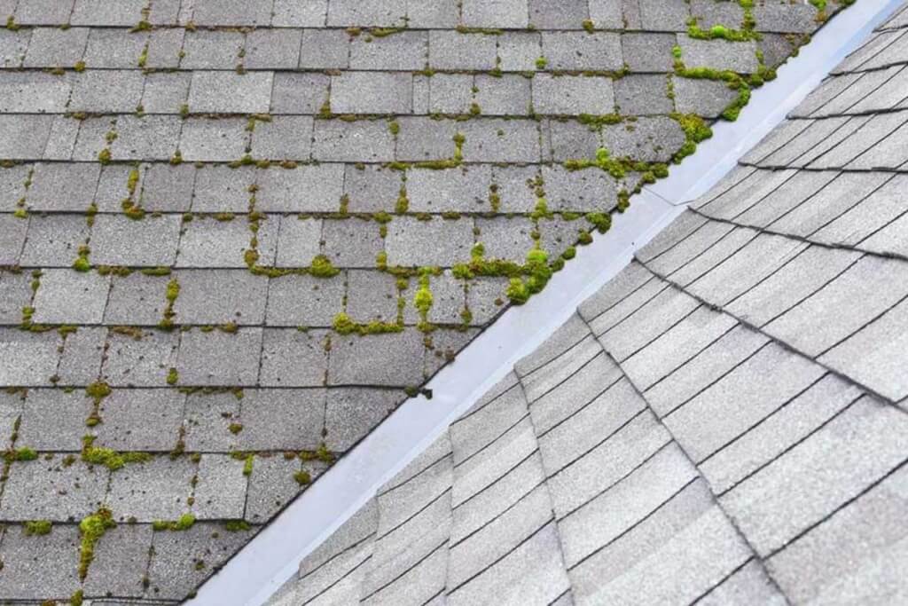 Green moss growing between the shingles on an asphalt shingle roof.