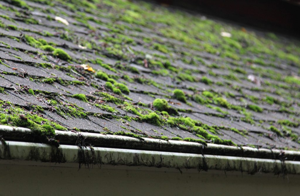 moss growing on asphalt roof