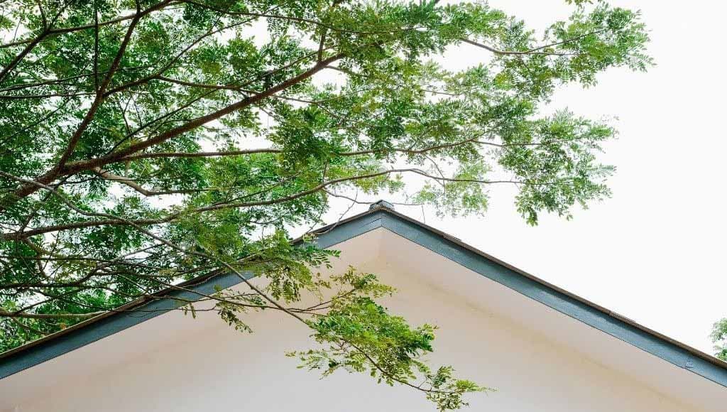 A green tree full of leaves hangs in front of an asphalt shingle roof.