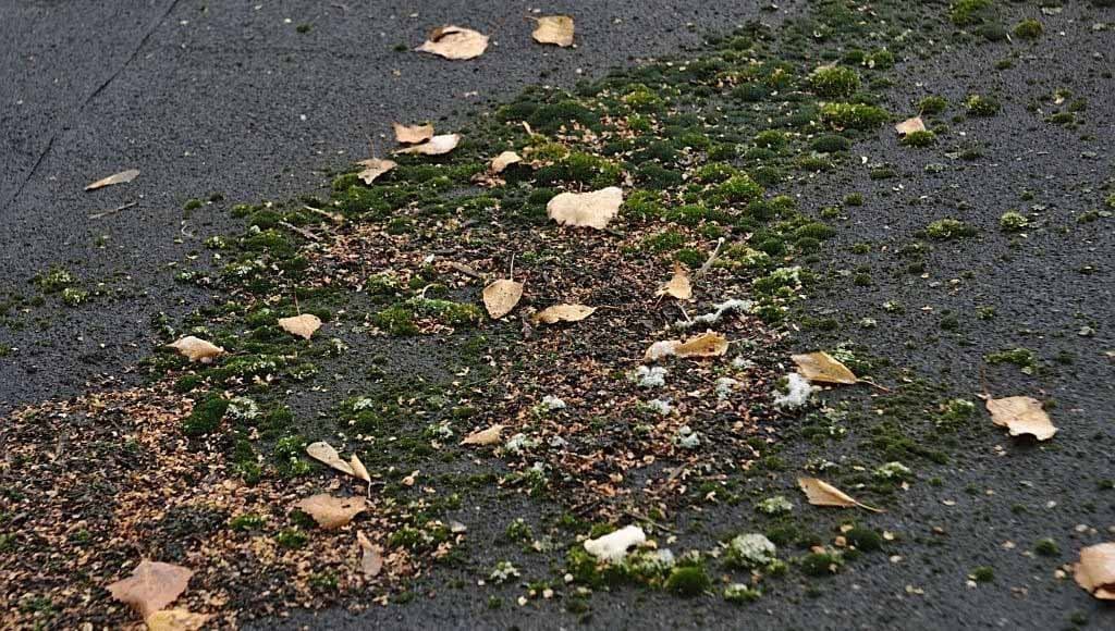 Moss, leaves, and lichen build up on a customer's asphalt shingle roof